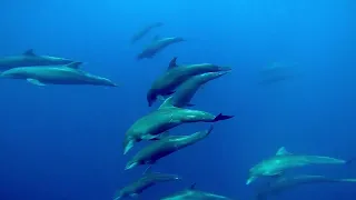 Freediving with Mobula Rays - with Carlos Coste - Baja California - Sea of Cortez - MAY 2022