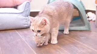 The kittens who escaped from the nest meowed loudly, asking their mother to carry them back. So cute