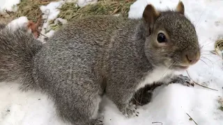 Cute Squirrel hopped out on a cold windy day.