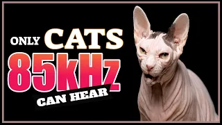 Sound Only Cats Can Hear | High Pitch Frequency