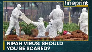 Nipah Virus: Five reported cases, two deaths | WION Fineprint