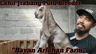 BERMUCULAN JRABANG PUTU BREEDER DI BAYAN ARLOHAN FARM @alekbudisantoso9048