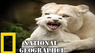 The Rare and Exotic Animals  - National Geographic - Nat Geo Documentary