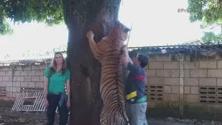 Hombre tiene a siete tigres como mascotas