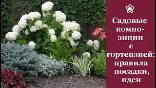 ❀ Садовые композиции с гортензиями: правила создания, идеи