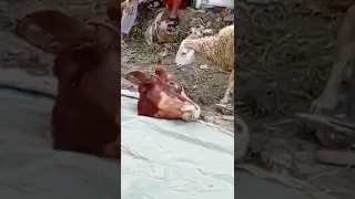 #viralshort domba mencium kepala sapi#2022 idul adha(jagalah adab tentang menyembelih qurban)