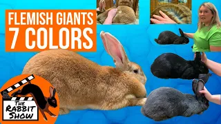 7 Colors of Flemish Giant Rabbits