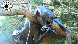 Strangest Things People Found In The Woods