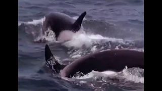 Стая касаток нападает на маму серого кита с китенышем.