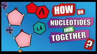 How Do Nucleotides Join Together? | A Level Biology | Phosphodiester Bonds | Condensation reactions