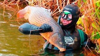 spearfishing for carp. Carp eat. подводная охота на сазана. Сазаны едят. Астрахань.