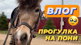 В ПОЛЯХ НА ПОНИ-гуляем и прыгаем |VLOG|