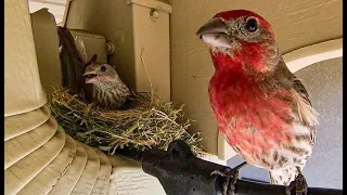 House Finches in My Backyard