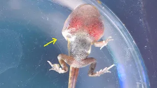 HOW A TADPOLE GROWS TURNING INTO A FROG: METAMORPHOSIS