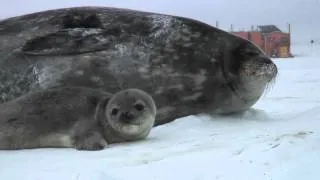 Video Snapshot of 1st Weddell Seal Pup Tagged