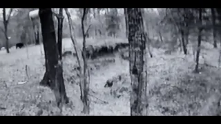 WATCH THIS INSANE CREATURE CAPTURED ON TRAIL CAM!!