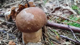 Первые подмосковные белые грибы в конце июня 2020 года. Чеховский район.
