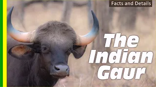 Largest bovid in the world - The Indian gaur (Bos gaurus), also known as Indian bison