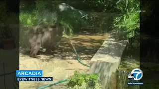 VIDEO: Bear plays in backyard pool in Arcadia I ABC7