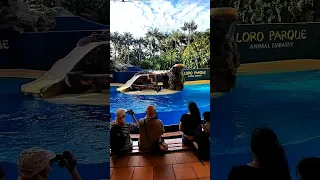 Sea lions show @ Loro Park, Puerto de la Cruz, Tenerife, Spain