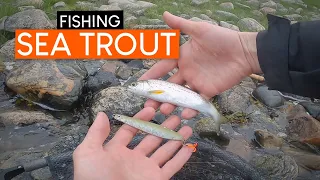 SEA TROUT fishing in May. Fish, shrimp and flat tyre