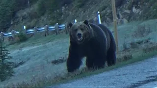 Enormous male grizzly bear, the warrior, scarred from battling!