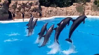 Tenerife 01 Loro Parque 02 Шоу дельфинов