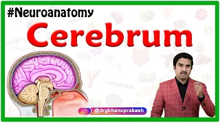 Cerebrum : Usmle Gross Anatomy || Relations and External features - Neuroanatomy animations