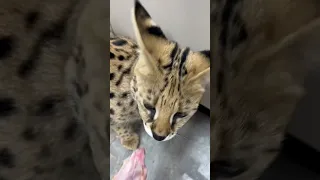 Leona eat and hiss 😅 Serval cat hissing #serval #cat