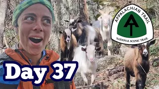 Attacked by Goats & Stuck in a Hail / Thunderstorm on a Ridge | Appalachian Trail Thru-Hike 2023