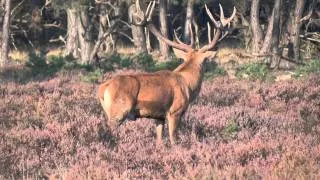 Bronst HogeVeluwe 2011