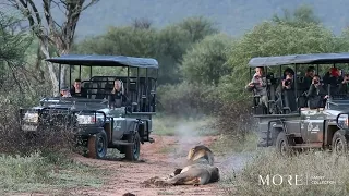Marataba Safari Lodge had front row seats to two roaring male lions.