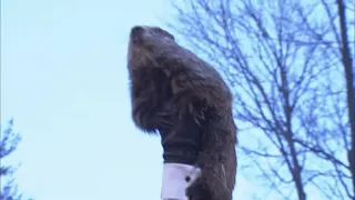 Groundhog Day 2022 Prediction: Punxsutawney Phil sees his shadow