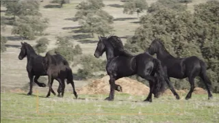 Caballos frisones de Andalucía: exclusiva yeguada de Campo Cervero de Pozoblanco | Todo Caballo