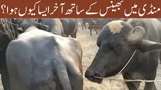 Beautiful murrah buffalo bull with buffalo // Bull with buffalo in maweshi mandi // Animals Cart