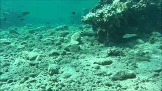 Rick's Reef - Dahab - Oct 2012