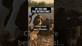 Tag or share this with your best friend! 👇 #shorts #ourinterestingworld #friends #cow