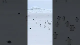 Penguins walking in 5x Speed