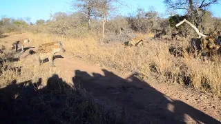 Hyenas trying to intimidate two male lions