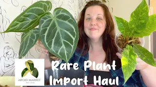 importing rare plants - Aroid Market