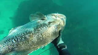 Western Australia Spearfishing Baldie, snapper and dhufish