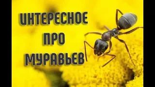 10 ИНТЕРЕСНЫХ ФАКТОВ ПРО МУРАВЬЕВ