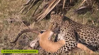 Baboons Save Impala From Leopard and Hyena