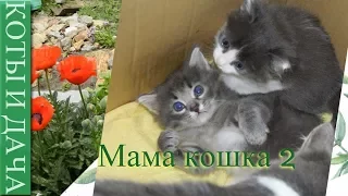 #Кошка мама. #2 Истории из кошачьей жизни. Смешные кошки приколы про кошек и котов