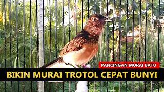 Suara murai batu trotol belajar bunyi ngeplong ‼️ Masteran TERAPI MB paud trotolan agar cepat GACOR