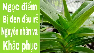 Nguyên nhân dẫn đến cây lan Ngọc điểm bị đen đầu rễ và cách khắc phục #305 #HoalanTuyenHa