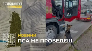 На кордоні з Польщею службовий собака виявив у далекобійника наркотики