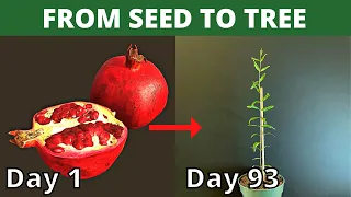 How To Grow Pomegranate From Seed | Meluth