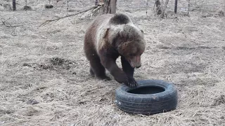 Борьба с деревом и покрышкой