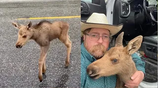 Canadian man fired from job after saving baby moose from bear  | Mark Skage | canada animal rescue